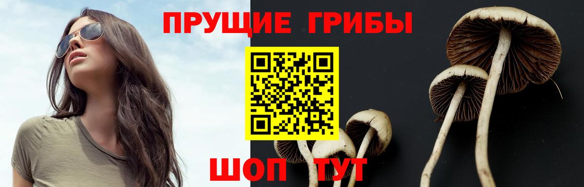 Псилоцибиновые грибы GOLDEN TEACHER  закладка  Вичуга  Вход с VPN 